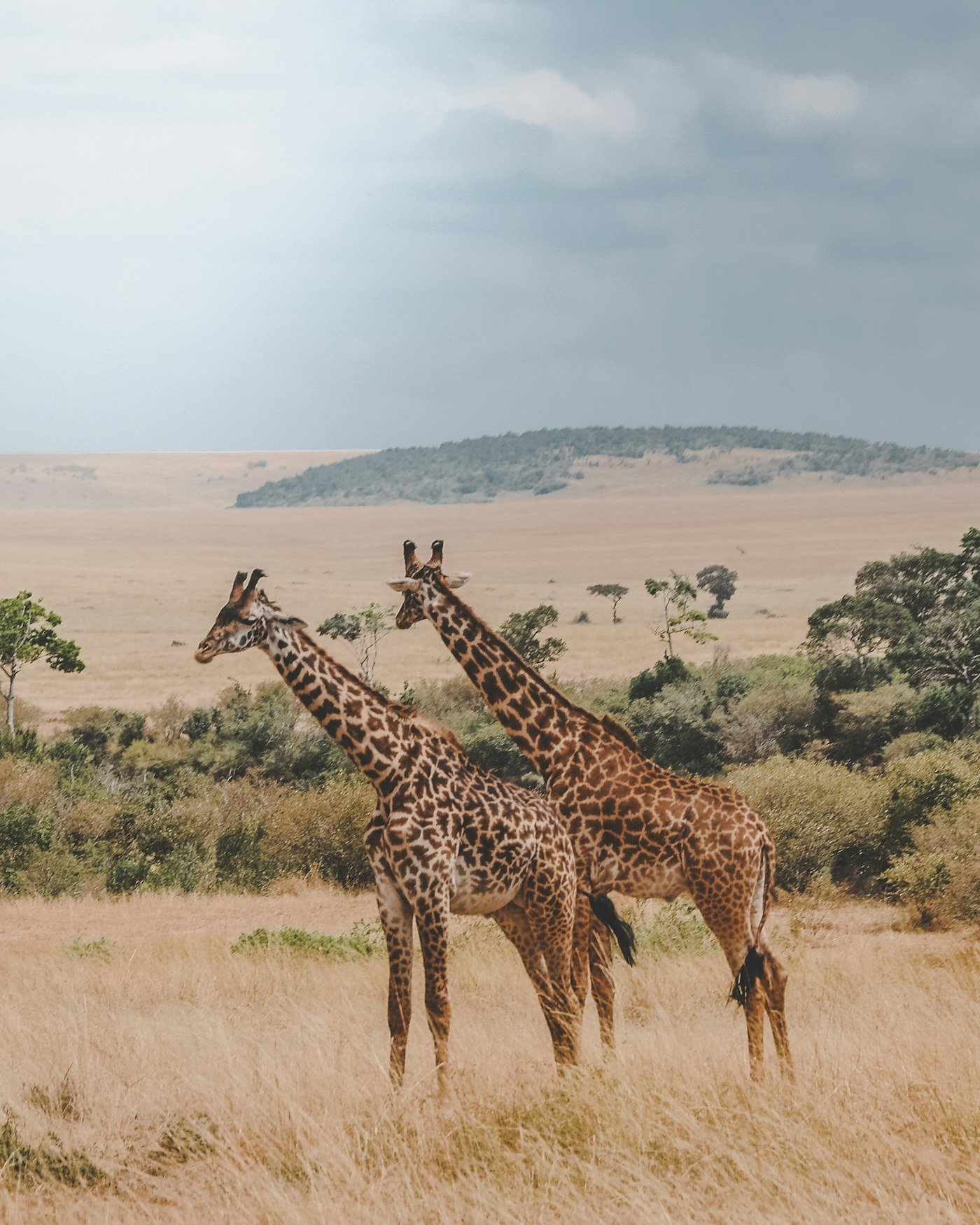 Girafas caminhando pela savana